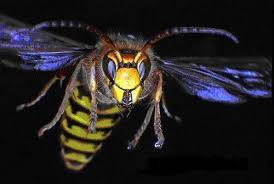 antiparasitaire Le havre Radical antiparasitaire